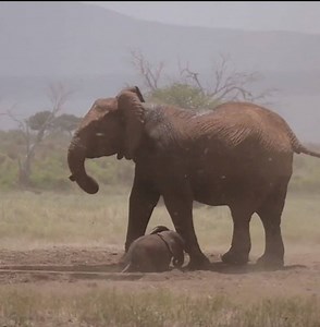 34K views · 1.1K reactions | This is the amazing moment an adorable baby elephant was rescued after getting stuck in a waterhole. Look at how happy the mother elephant is when the baby elephant is rescued.❤️❤️ | Elephant World | Facebook