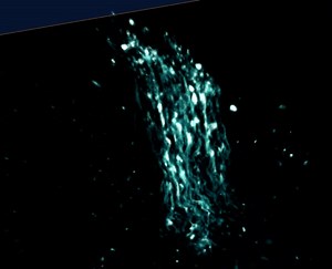 File:Refining-the-Ciona-intestinalis-Model-of-Central-Nervous-System-Regeneration-pone.0004458.s005.ogv - Wikimedia Commons