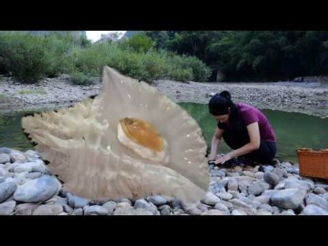 Open the clam shell, this river clam shell is larger than the head and contains 100 pearls inside
