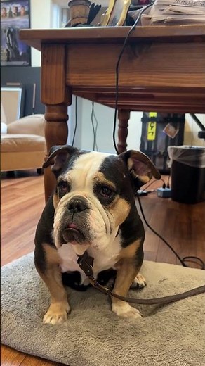 Happy National Dog Day from Sprocket and The Jim Henson Company!