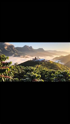 Introducing Greenleaf Coffee (GCO) At one end, a farm at dawn at the other coffee cups from different countries. Greenleaf Coffee (GCO) stands in the middle, connecting terroir quality and market allowing a coffee bean to complete its true journey. | Pobreng Maestro TV