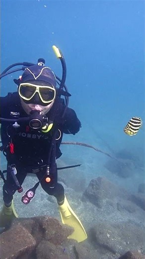 ダイバーのことが気になって見に来てくれるカゴカキダイがかわいいよね～♪スキューバダイビング送迎付きツアー：大瀬崎(静岡県西伊豆)250925