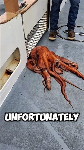 Octopus vs Fisherman: Epic Dockside Escape 🐙 Will It Survive? #shorts