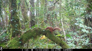 You’ve probably seen lots of squirrels – but have you ever seen a red one? It has a reddish-brown coat, pale underside and distinctive, large ear tufts. 📏 Length: 18-24cm 🌳 Tail: 17-18cm ⚖️ Weight: 100-350g 6️⃣ Average lifespan: 6 years 🔒 Protected species ℹ️ https://bit.ly/3mx2Zzh #redsquirrelawarenessweek | Ulster Wildlife
