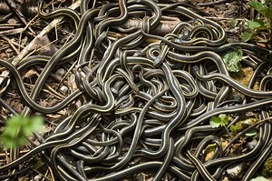 The 8 Most Snake Infested Areas in Canada