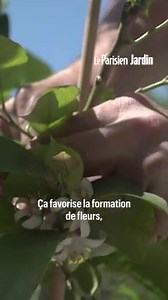 Comment cultiver un citronnier en pot pour son balcon ?