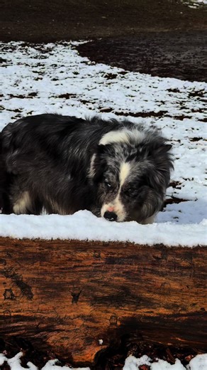 Soft snow, gentle paws, endless wonder ❄️🐾 Winter feels in slow motion… #SnowyPaws #DogsofTikTok #Dreamscape #SlowMotionVibes #FlickChase
