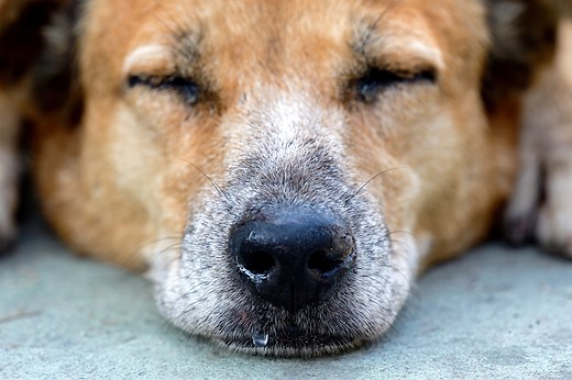 Why is My Dog's Nose Dripping? | Lincolnway Veterinary Clinic