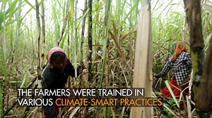 Farmers in Nepal’s Terai region are plagued by low-yields and high cultivation costs. Climate change has made the situations worse. To tackle this, IFC, with support from the Pilot Program for Climate Resilience by the Climate Investment Funds, worked with leading agribusinesses in Nepal to provide more climate-smart agricultural techniques to the farmers. | International Finance Corporation - South Asia