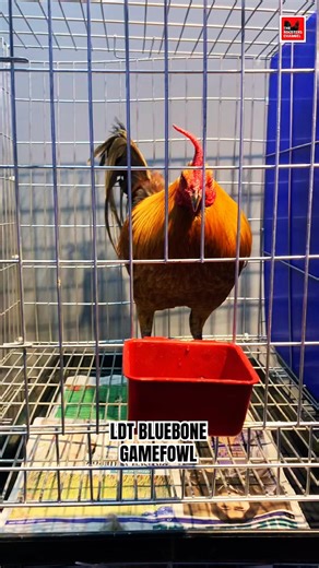 LANCY DELA TORRE BLUEBONE GAMEFOWL Bluebone strikes hard, strikes fast! ⚡ #LDT #FightingBird