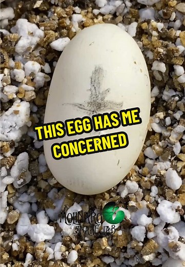 Ball Python Egg Incubation Update: Week 2 Insights