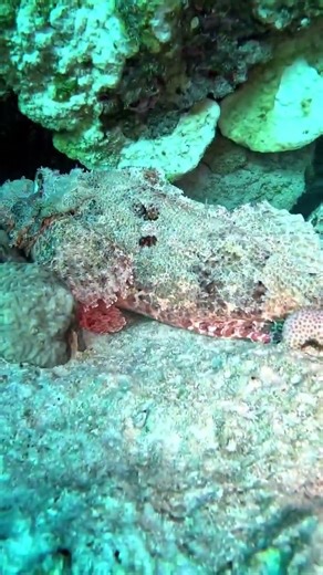 Sharm-el Shake te Dalış zamanı geldi #travel #diving #antalya