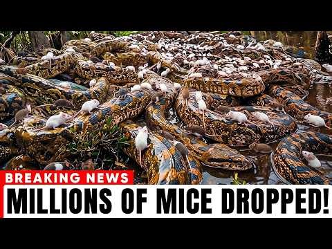 They're Sacrificing Millions of Mice Into the Everglades — And It's for the Pythons