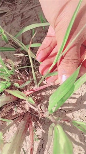 identification of black bug with kissan baith in field