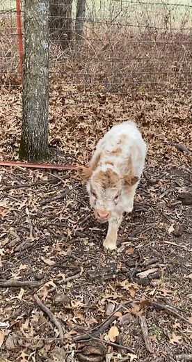 A Peculiar Farm on TikTok
