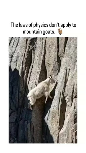 Follow for chocolate 🍫 on Instagram: "The post showcases a 10-second video of mountain goats effortlessly scaling a near-vertical rock face, emphasizing their gravity-defying agility in a natural alpine setting. This footage aligns with real behaviors of species like the Alpine ibex, which climb steep dams for salt licks, enabled by specialized cloven hooves with rubbery pads for superior grip, as detailed in studies from the Journal of Experimental Biology (2014). User replies reflect widespre