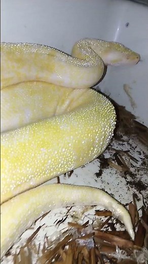 Hissing Burmese python #python #burmesepython #snake #beautiful #burmese