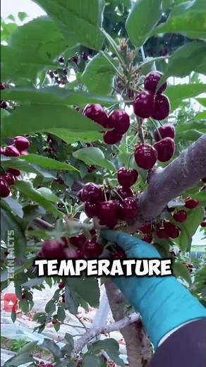 How Farmers Trick Trees to Grow Cherries in Winter 🍒🌸
