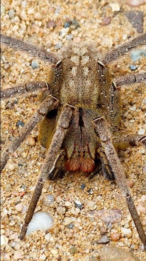 Die Giftigsten Spinnen der Welt 🕷️🔥