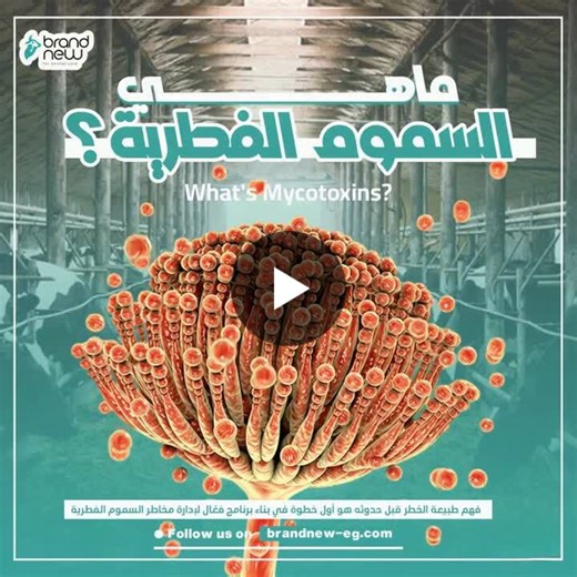 Mycotoxin Risks in Feed Supply Chain | Brand New for Animal Care posted on the topic | LinkedIn