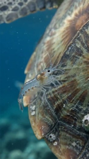 Why Do Barnacles Grow Around Turtle Shells? #Turtle #ocean #wildlife #marinemystery #facts #animals