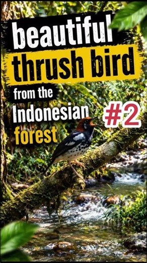 🌿 Hidden Bird in Indonesia Sings Like Magic! (Part 2) #birds #kicaumania