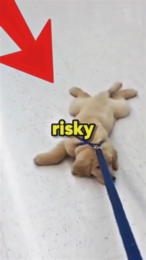 Your Dog Will Lose Confidence Forever 🥺