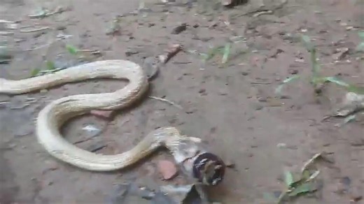 Cobra swallows glass medicine bottle and needs help from wildlife team