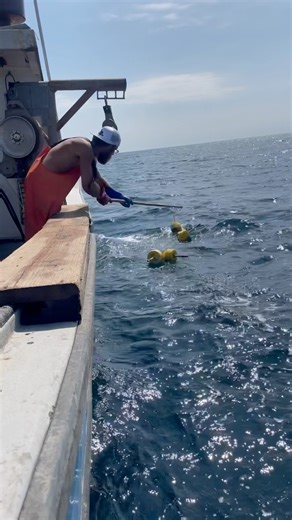 Money shot lobster fishing buoy #lobstertrap #lobster #fishing #money #buoy