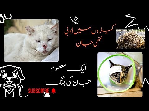 Helping a Small Kitten with Maggots 🐱💔 | Life-Saving Rescue Story