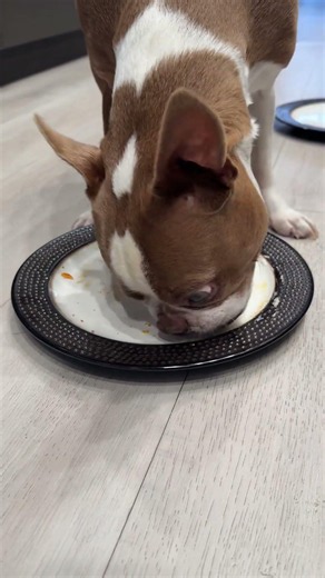 Olli having dinner snacks!