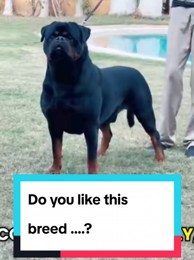 Rottweiler: Understanding This Powerful Breed