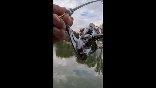 Golden Ponds Carp Fishing: Stunning Colors and Scales