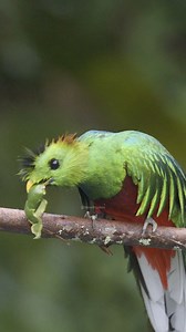 Resplendent Quetzal perched #nature #colorful #bird #wildlife #quetzal #forest #blue HA80521 | HAWI Studios