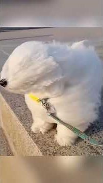 The dog was blown away by the wind | Dog Funny Video 2025