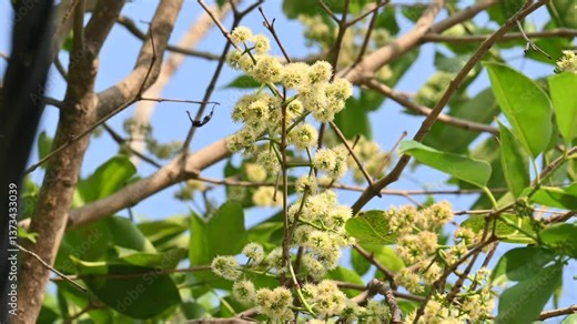 Syzygium cumini flowers on the tree. Its common names Malabar plum, Java plum,  black plum, jamun, jamun, jamun and  jambolan. It is an evergreen tropical tree in the flowering plant family Myrtaceae.