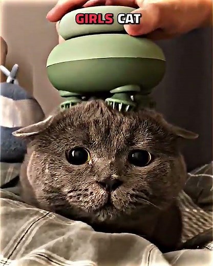 😹 Ultimate Talking Cats Compilation Funniest Meows & Voiceovers