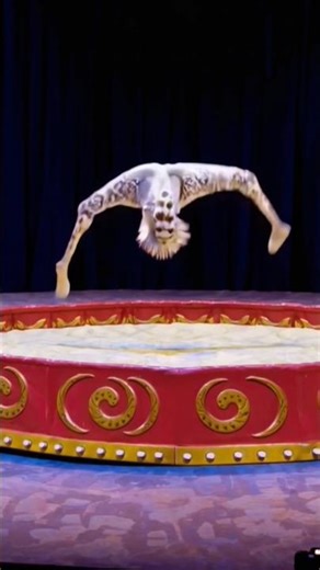 ANIMALS ENJOYING CIRCUS STUNT. #animallife #funny #cartoon #animals