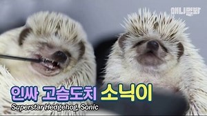 804K views · 18K reactions | 고슴도치 소닉이예요 여러분 (요청 많으셔서 예정보다 빨리올림) 소닉이 양치하는것좀 보세요 차인표형 분노의양치질은 저리가라네ㅋㅋㅋ 한국에 사는 고슴도치중에는 제일 인싸일듯 Have you ever seen a hedgehog use a toothbrush? (Sonic the Hedgehog irl lol) Introducing the biggest hedgehog superstar in Korea, Sonic! | SBS TV동물농장x애니멀봐 | Facebook