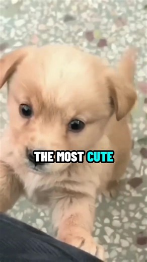 Most vs Least Cute Animal on Earth 🐾 🌎