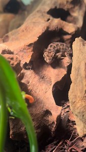 Viper gecko female can’t ever hold back on a mealworm or two when offered. Some cool updates on them coming soon! Tank redecorating and a new female being added to the tank possibly this week! Very exciting for me! | Dakota Rentz