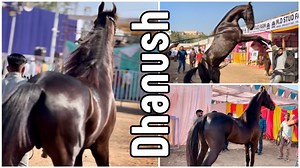 22K views · 820 reactions | Stallion Dhanush of Jaskan Stud Farm at Sarangkheda Horse Fair 2023 | FSA Entertainment | Facebook