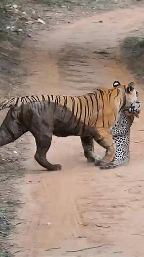 Tiger eats leopard and the unexpected revival #animals #tiger | Rizky Betta fish aquatick