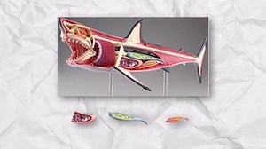 How Killer Whales Can Take Down Great White Sharks