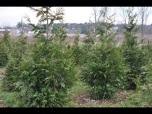 Green Giant Vs Norway Spruce Trees Growth Rates Compared