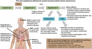 Angiotensin, renin angiotensin aldosterone system & angiotensin 2 function
