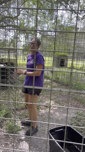 Afton to the rescue! … turtle rescue that is! She needed to rescue him before Kimba found out he was hanging out in his feeding lockout! Never a dull moment at Big Cat Rescue! July 2023 #BigCatRescue #Rescue #BigCats #Turtle #Florida #Sanctuary #NeverADullMoment #CaroleBaskin | Big Cat Rescue
