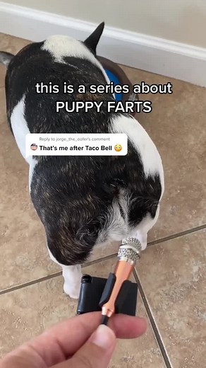 Olive The Adorabull on TikTok