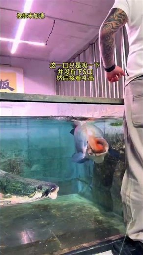 Give me a title#Giant bone tongue fish#Boss Li who loves fish farming #Diary of fish