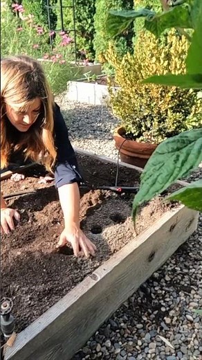 Planting Garlic 🧄🌱 // Garden Answer